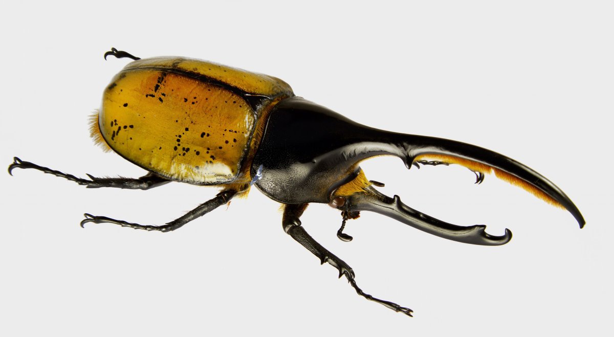 Жужелица Садовая