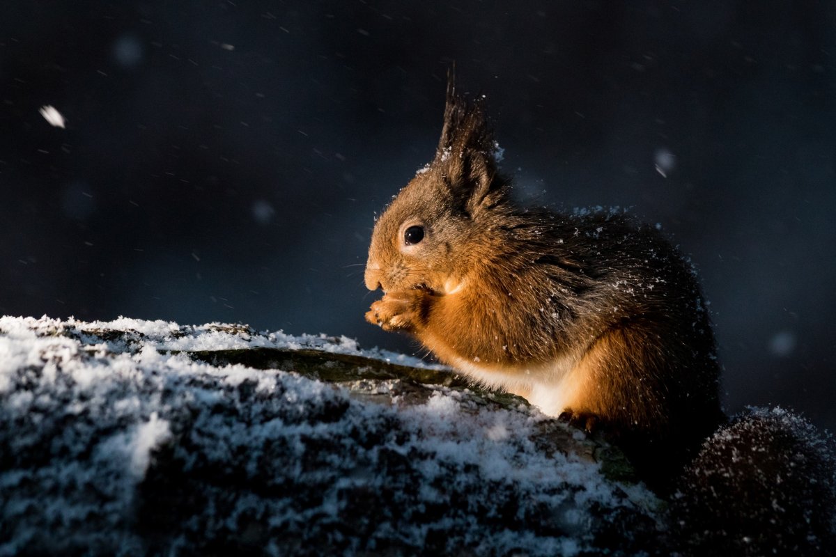 Зима ночь животные