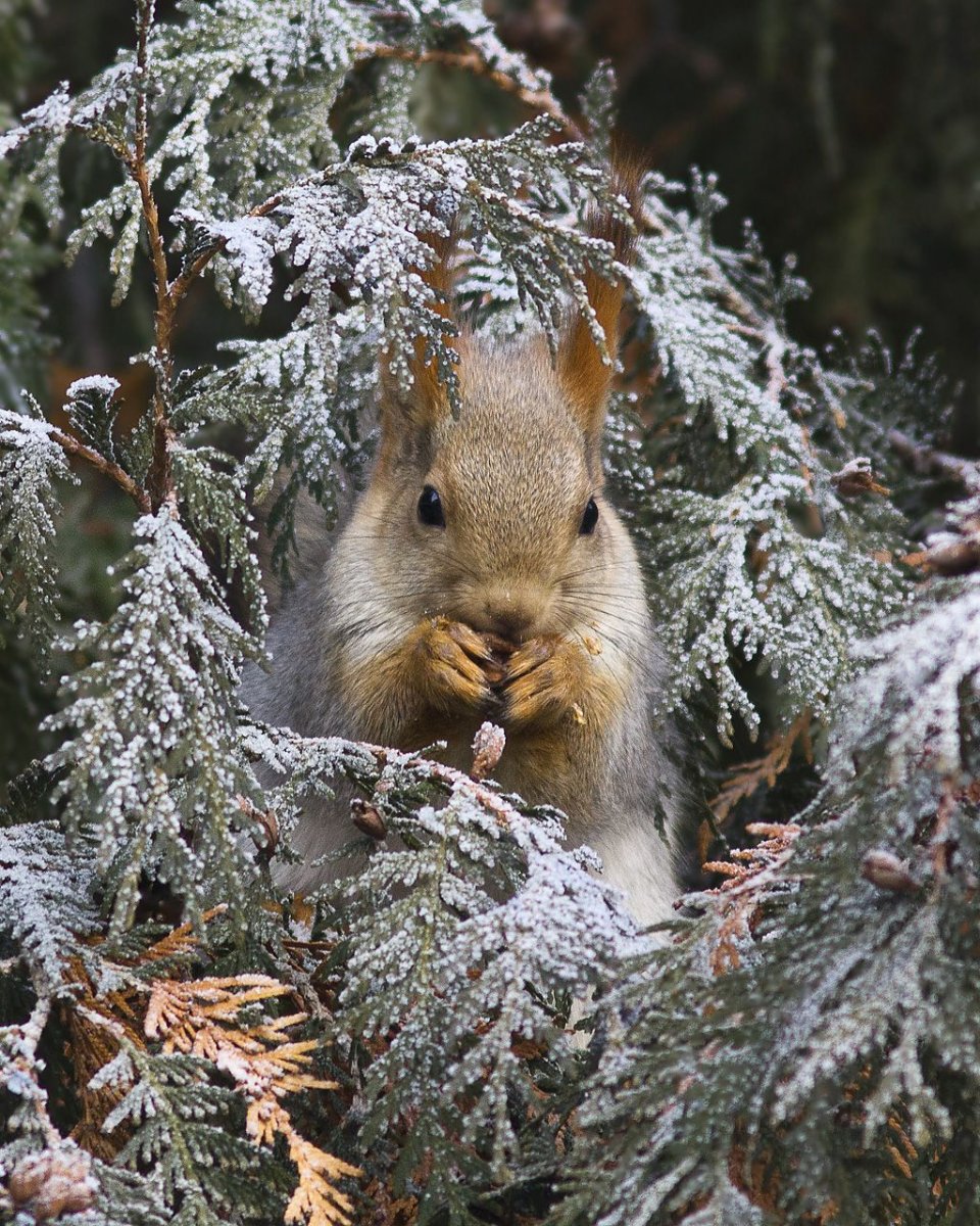Животные в зимнем лесу