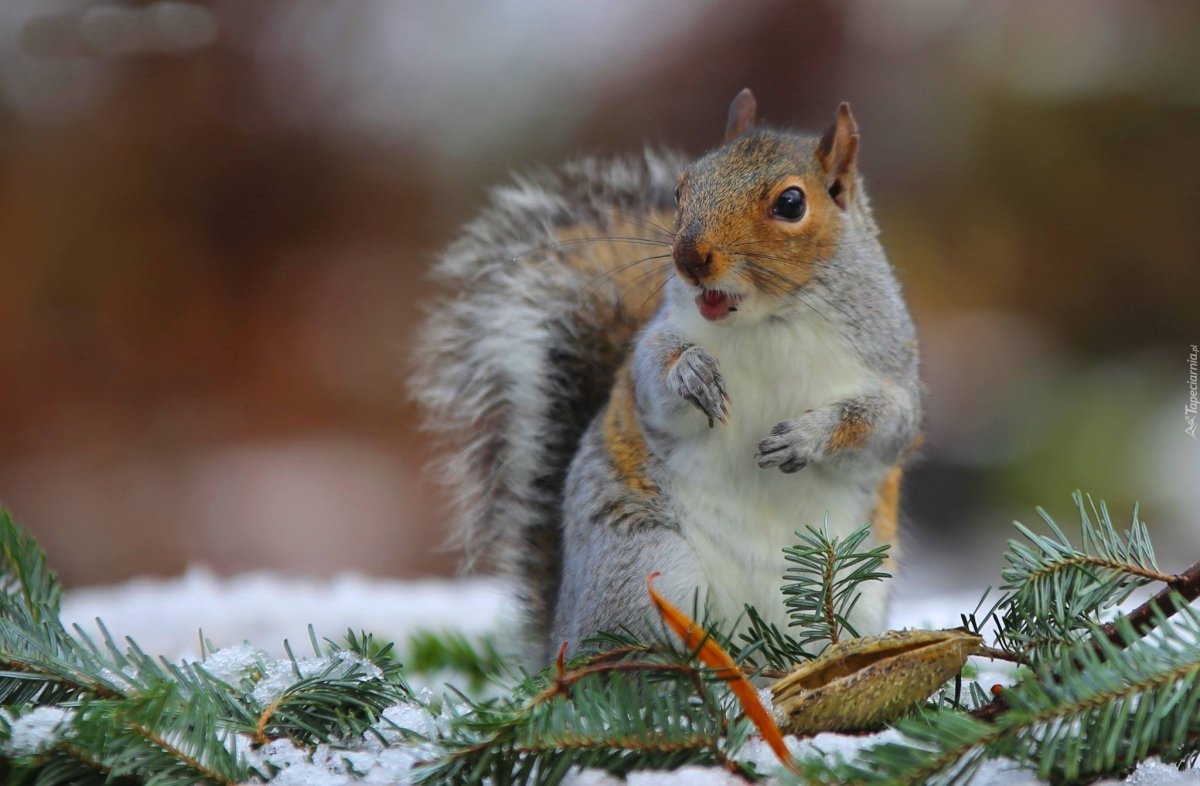 Животные зимой