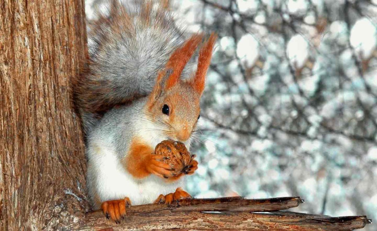 Звери зимой