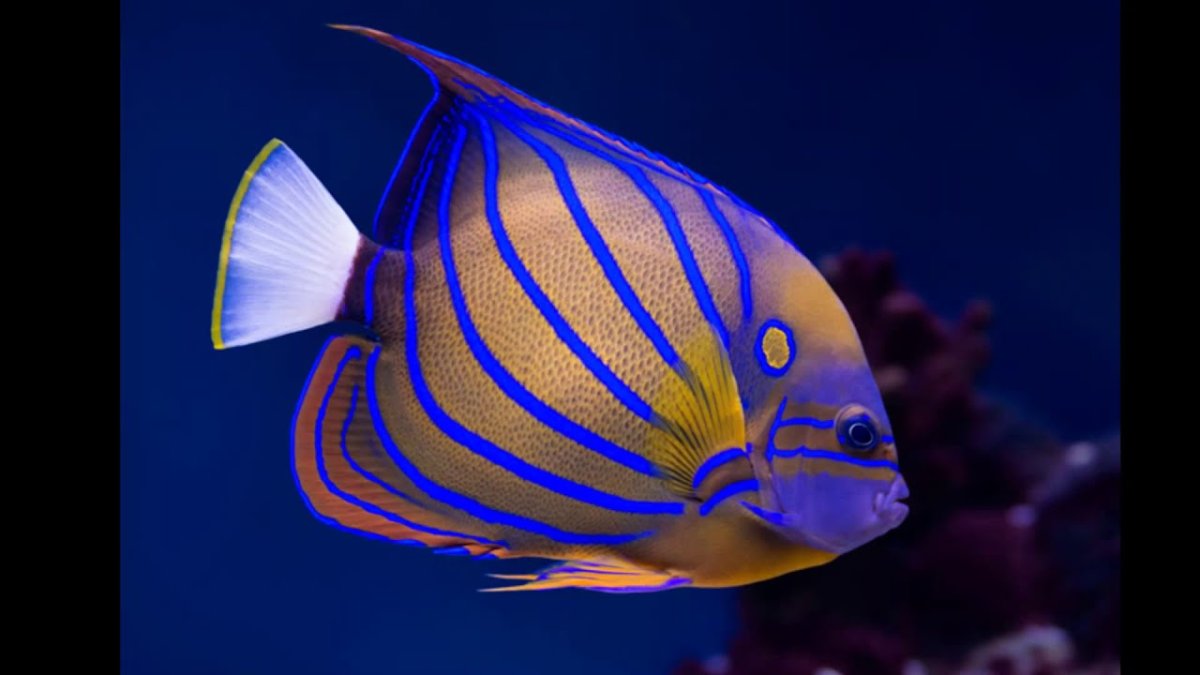 Рыба Лев океанариум