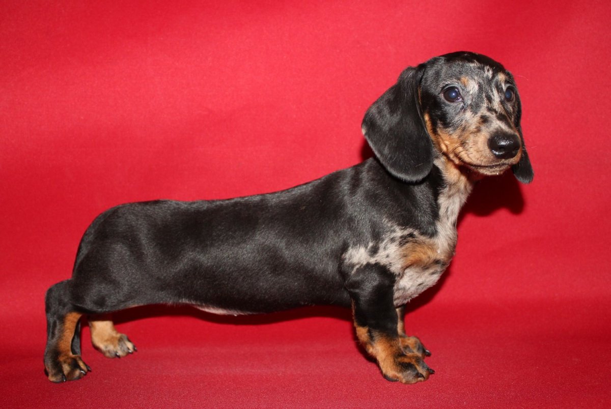 Такса мраморного окраса гладкошерстная