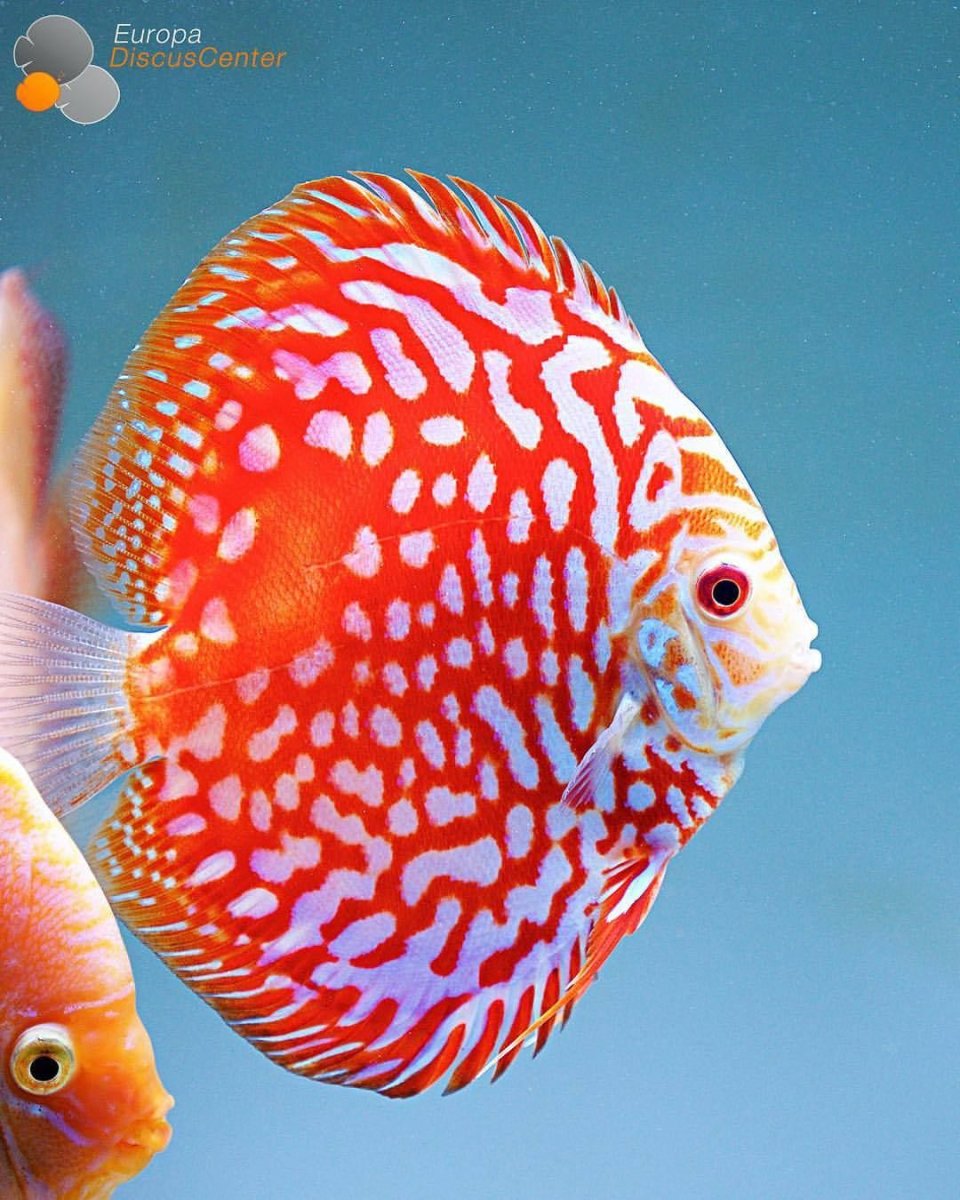 Диковинные рыбы