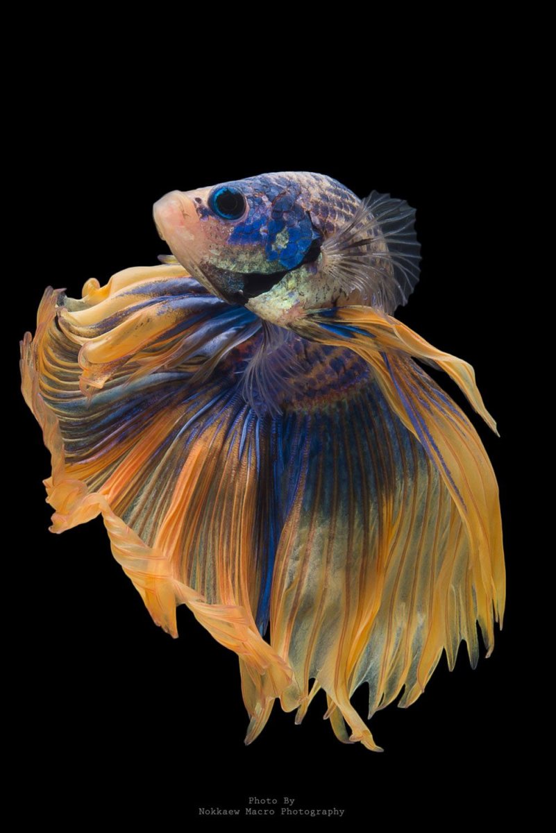 Рыба Дендрохир