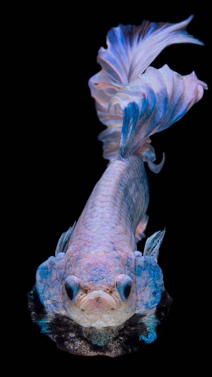 Рыбка петушок зеленый