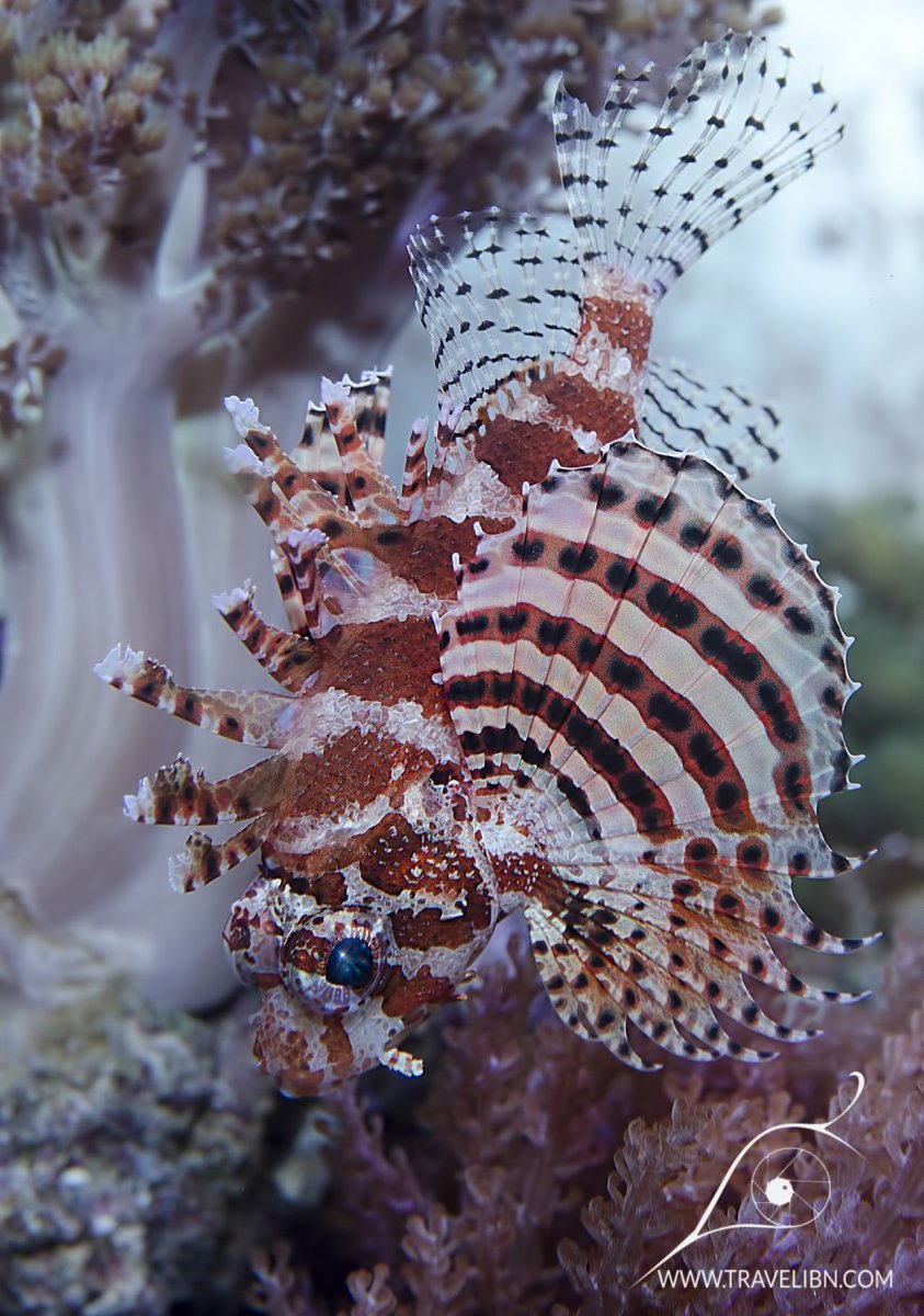 Что нужно для экзотических рыб