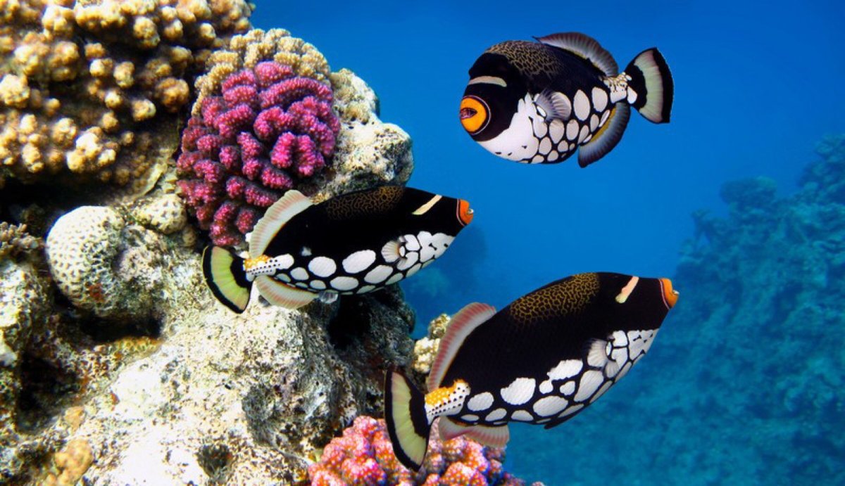 Аквариумные рыбка платакс