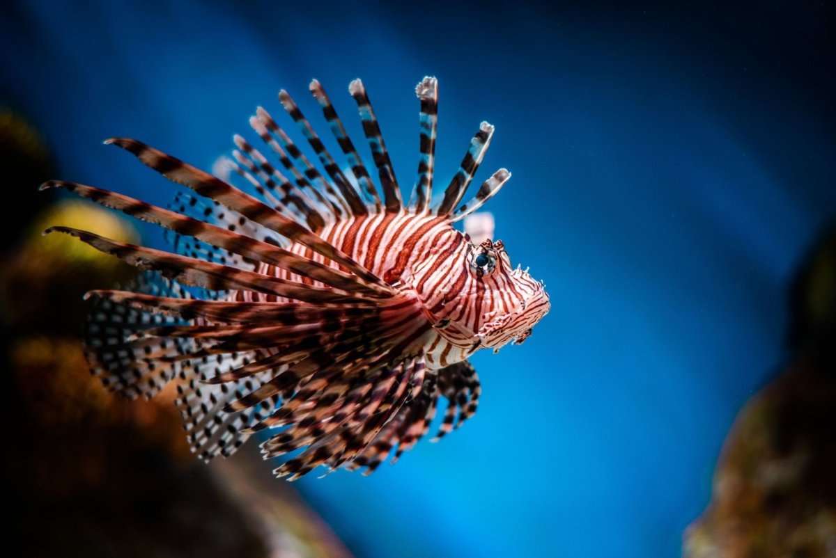 Pterois antennata