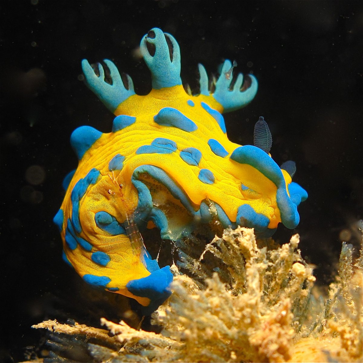 Экзотические рыбы декоративные