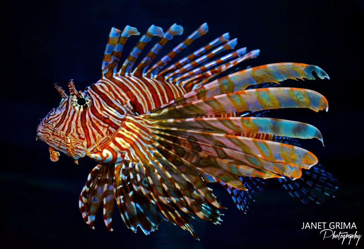 Водные обитатели экзотические