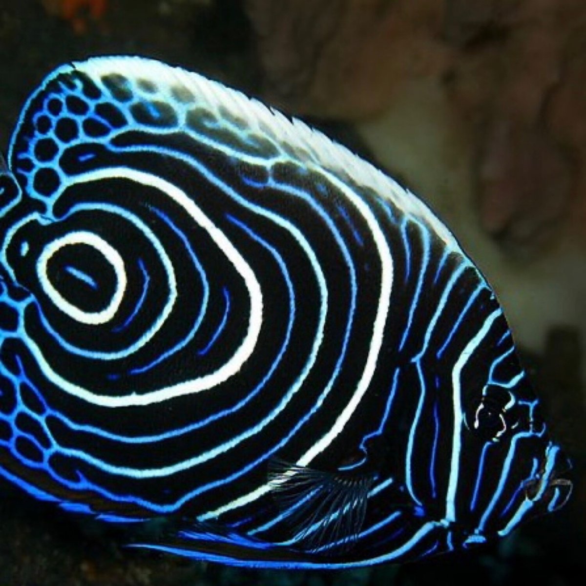 Спинорог клоун