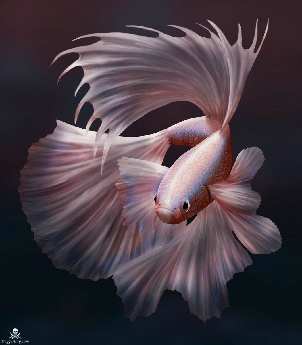 Мандаринка (китайский окунь)