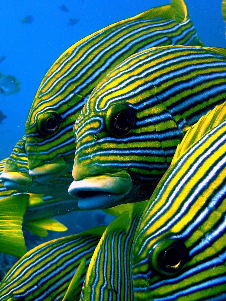 Экзотические рыбы Варадеро