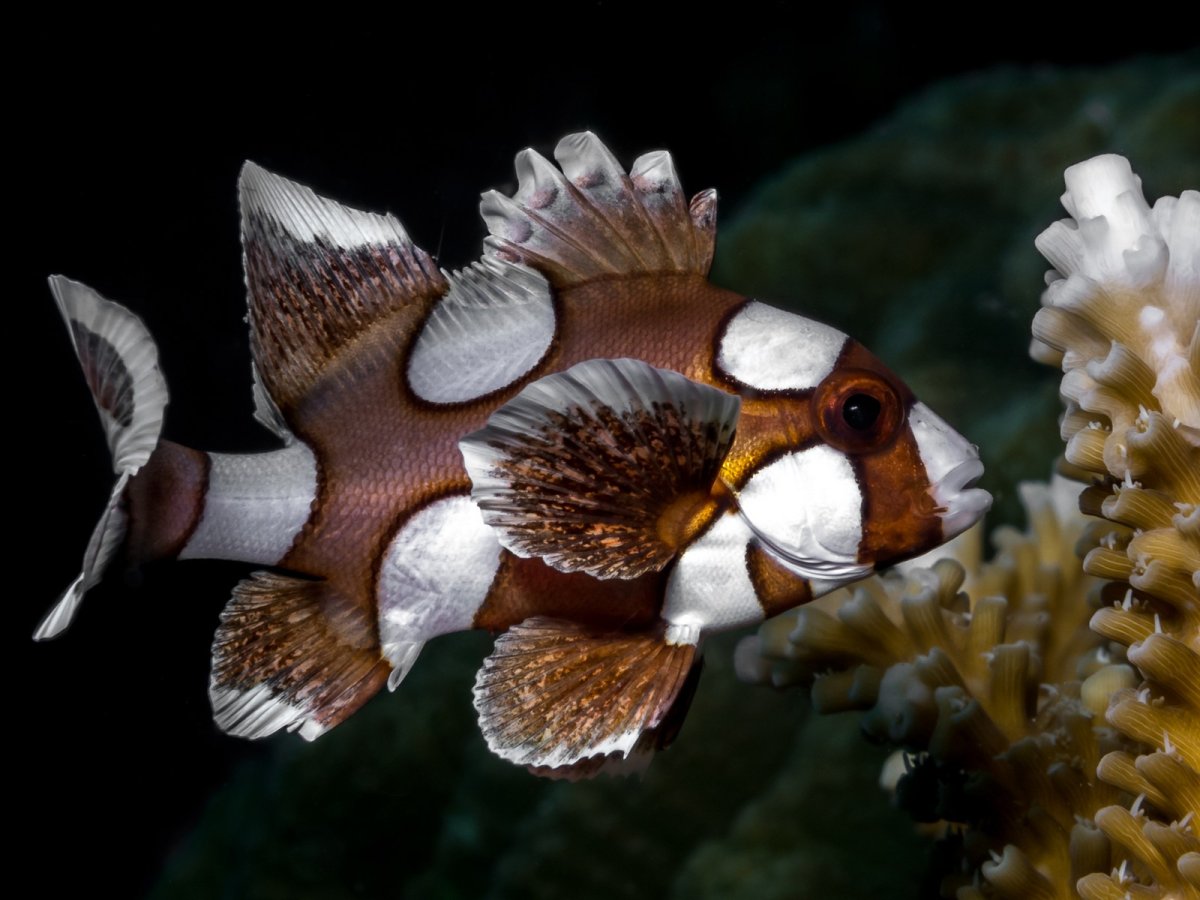 Пресноводная аквариумная рыба Лев