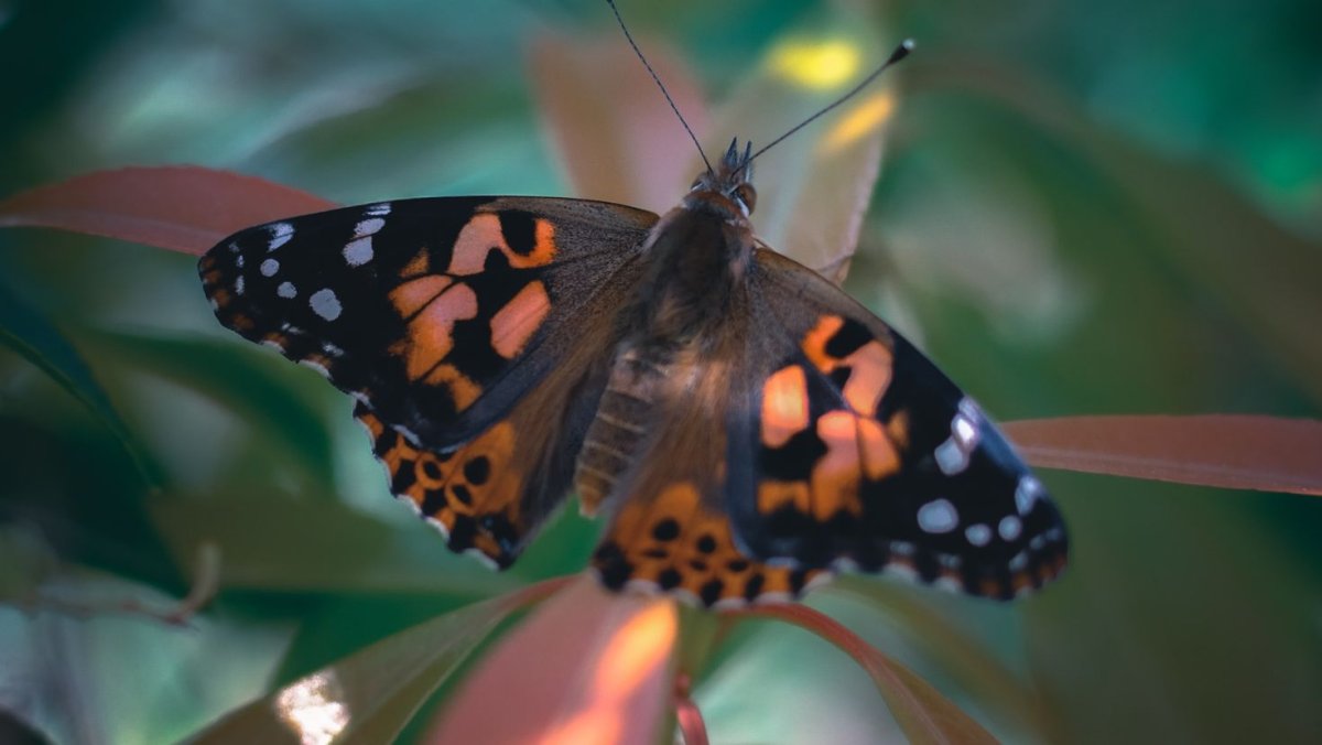 Бабочка парусник Румянцева