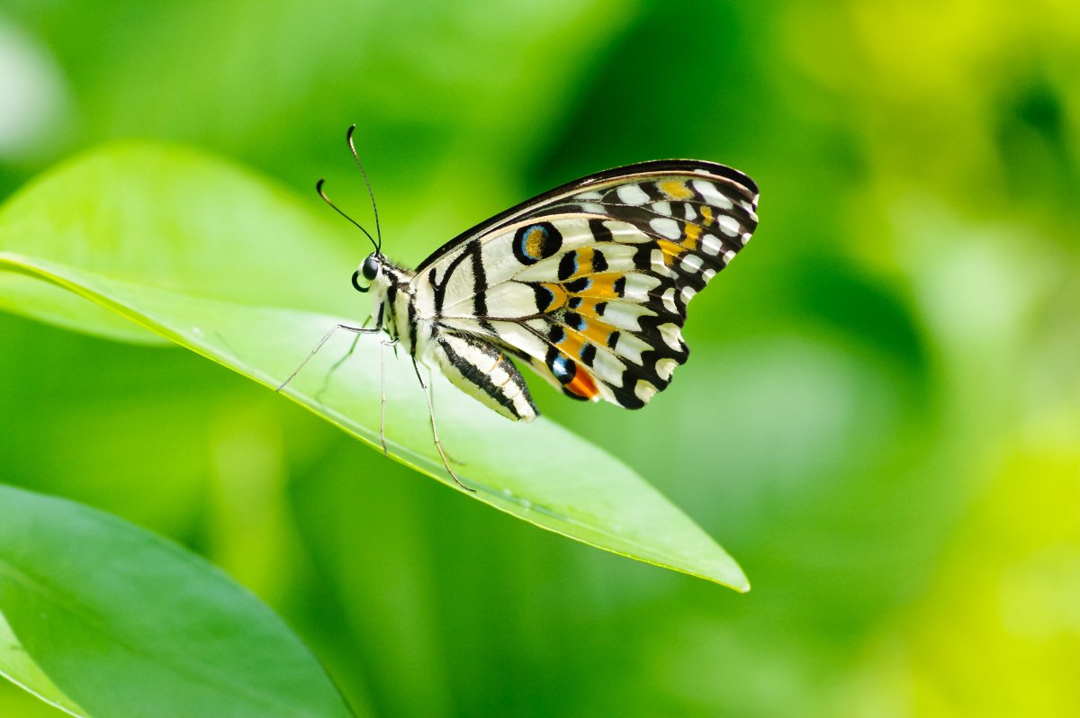 Пазлы тропические бабочки