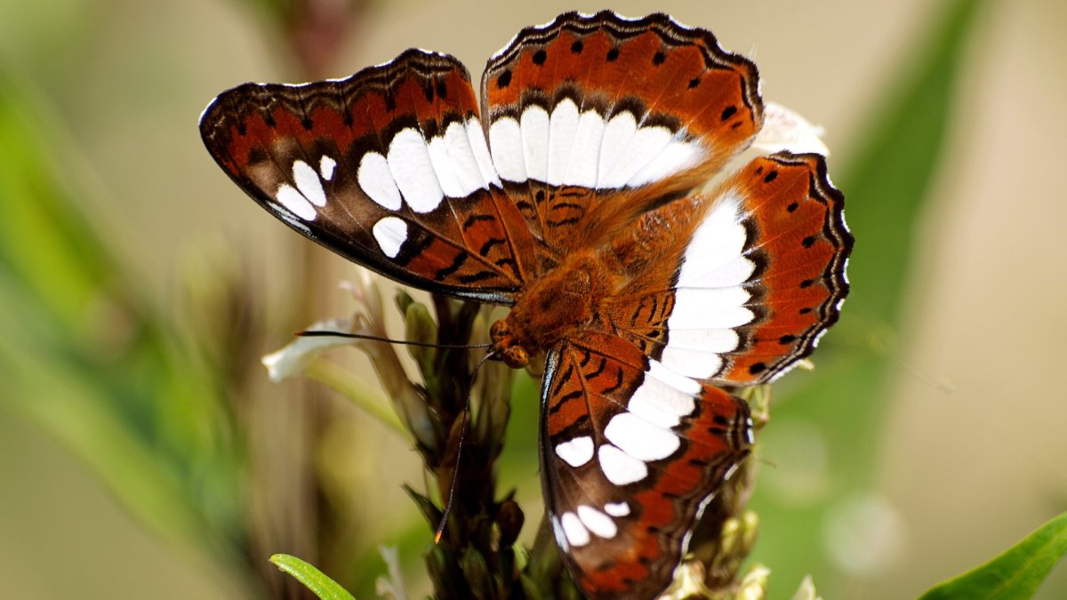Бабочка Павлиноглазка (Emperor Moth)