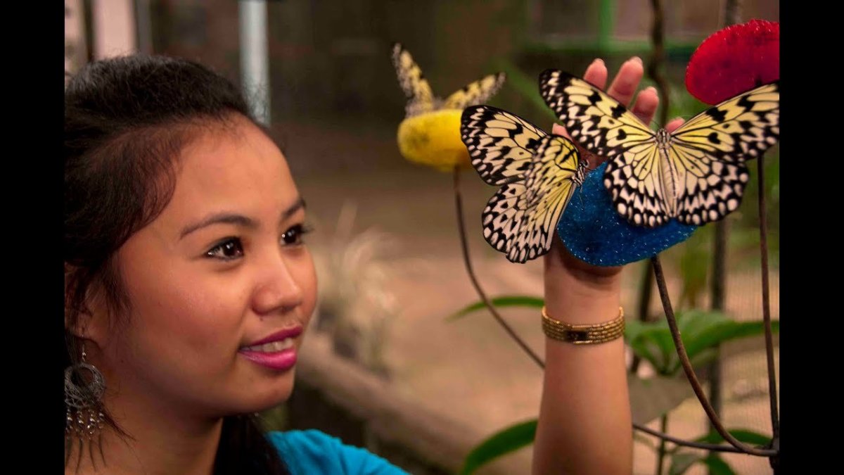 Коралловая бабочка насекомое