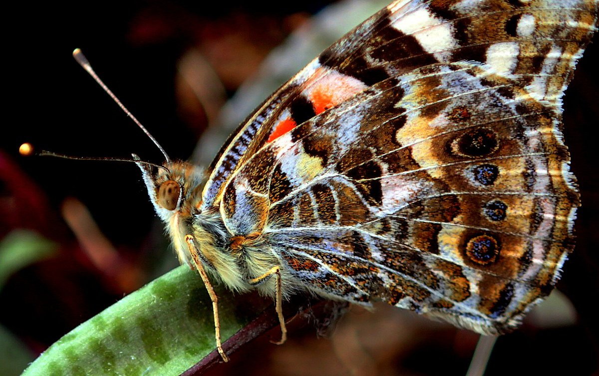 Самая красивая бабочка в мире