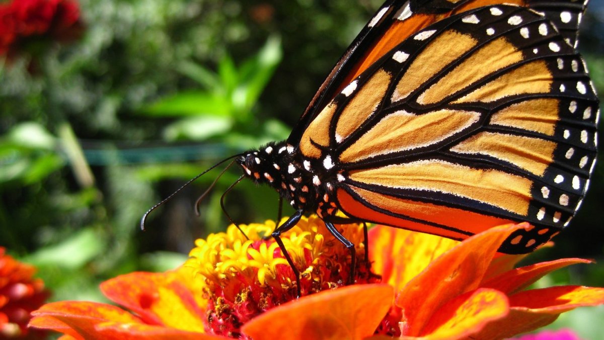 Бабочка Макросъемка