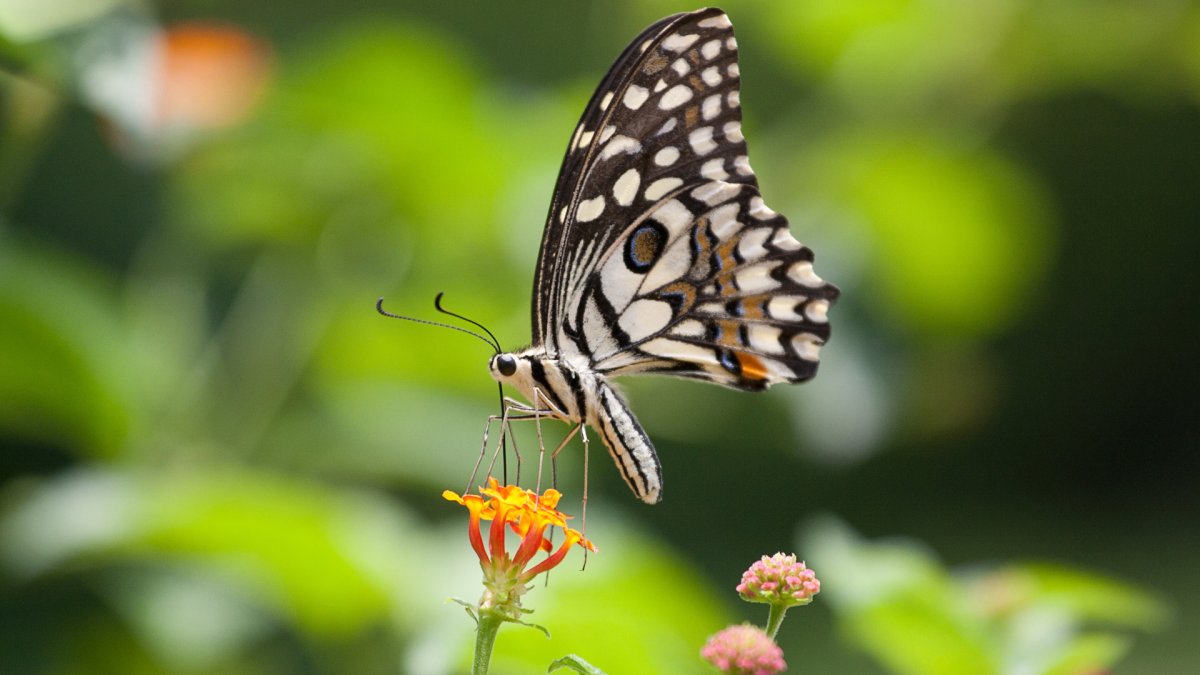 Обои с бабочками