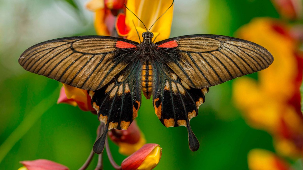 Тропические бабочки на цветах