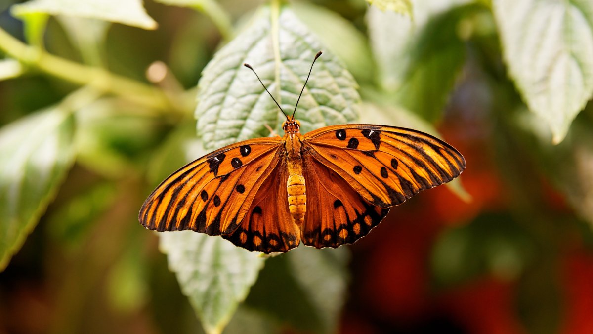 Павлиноглазка Артемида гусеница