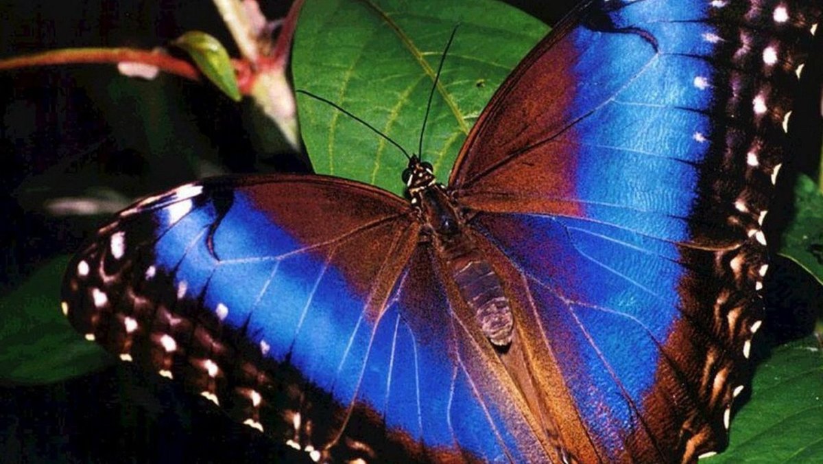 Фарфалла бабочка