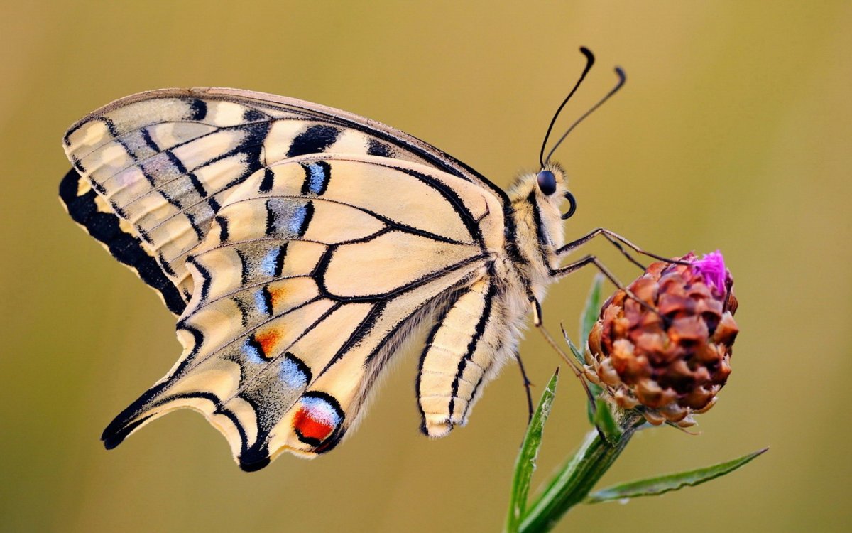 Желтые бабочки Монарх