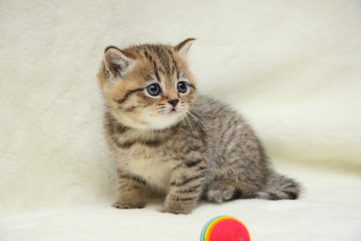 Британская кошка табби