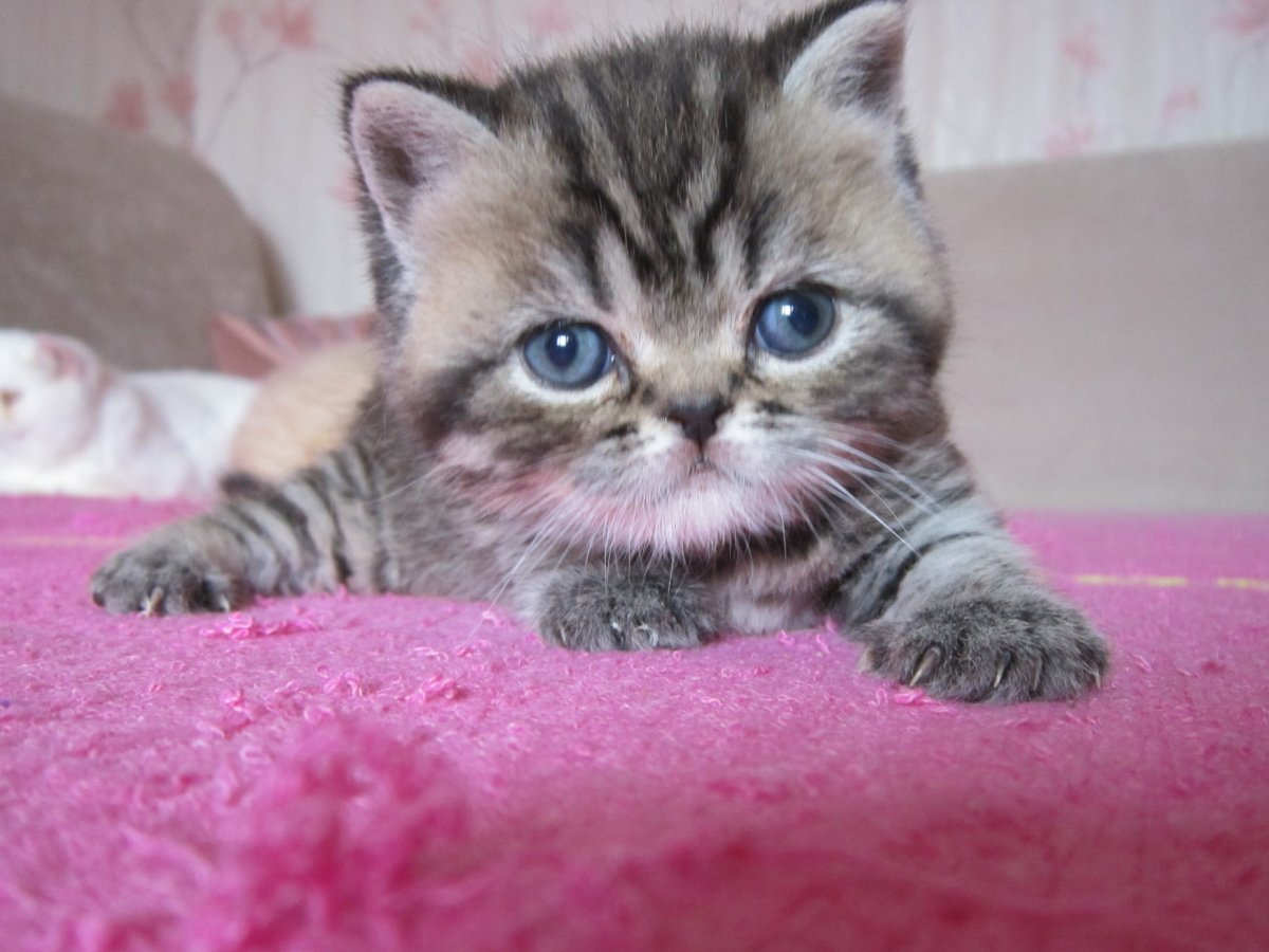 Пиарные фото котов