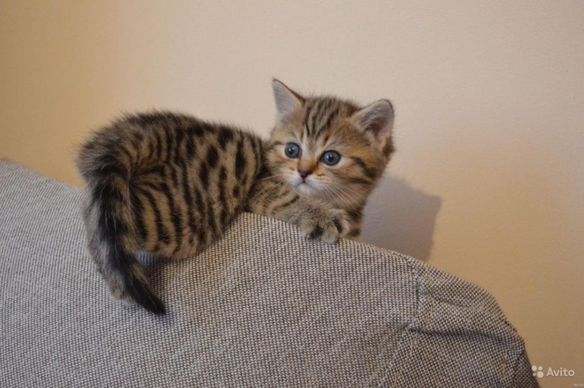 Шотландский Браун табби