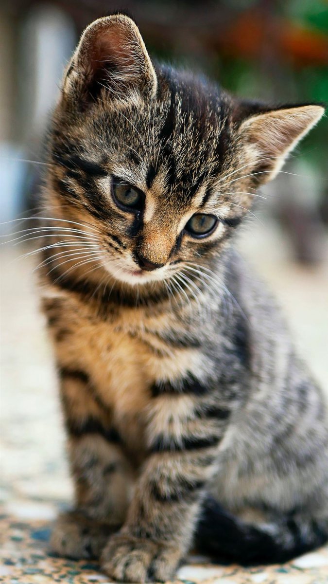 Полигон спящие коты