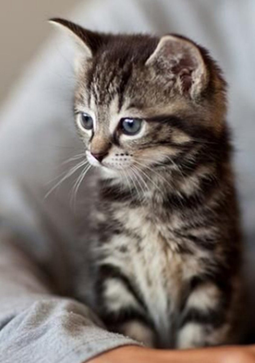 Скоттиш фолд Браун табби