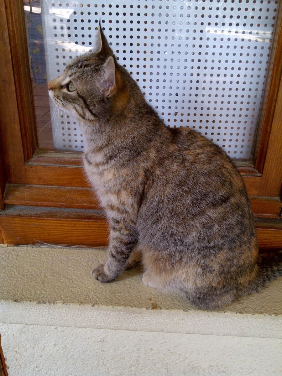 Шотландский котенок прямоухий полосатый