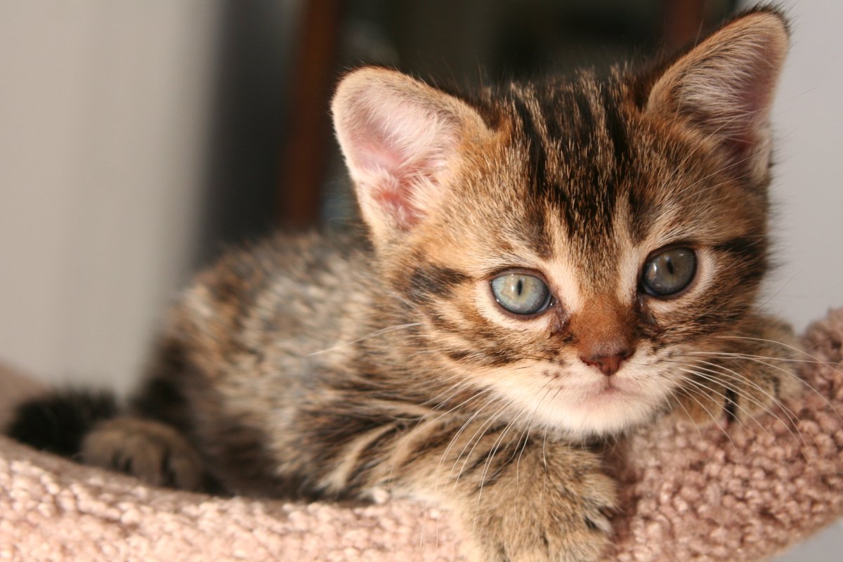 Голубой тигровый табби