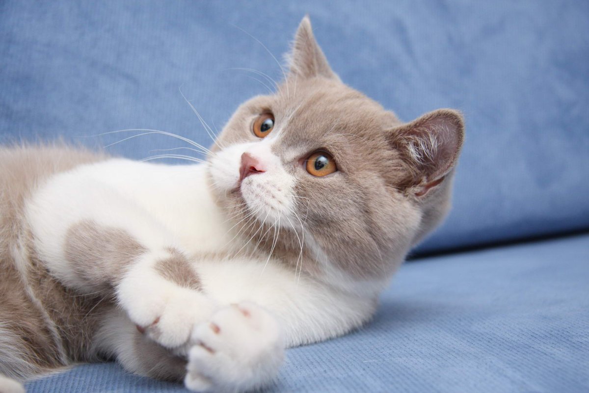 Британский кот окрас биколор