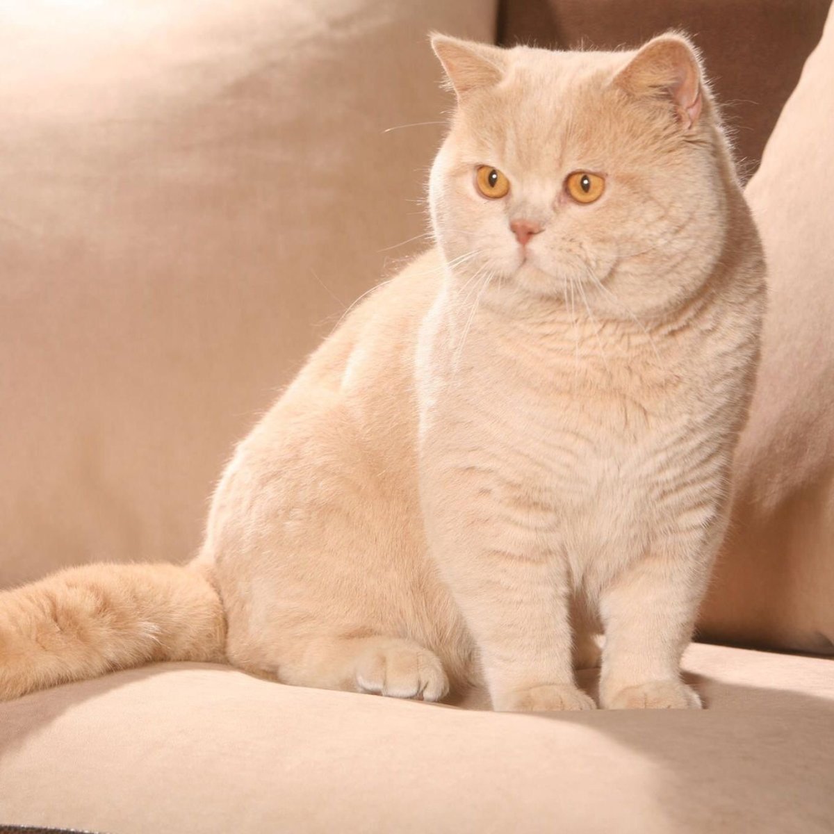 Британская короткошёрстная кошка бежевая