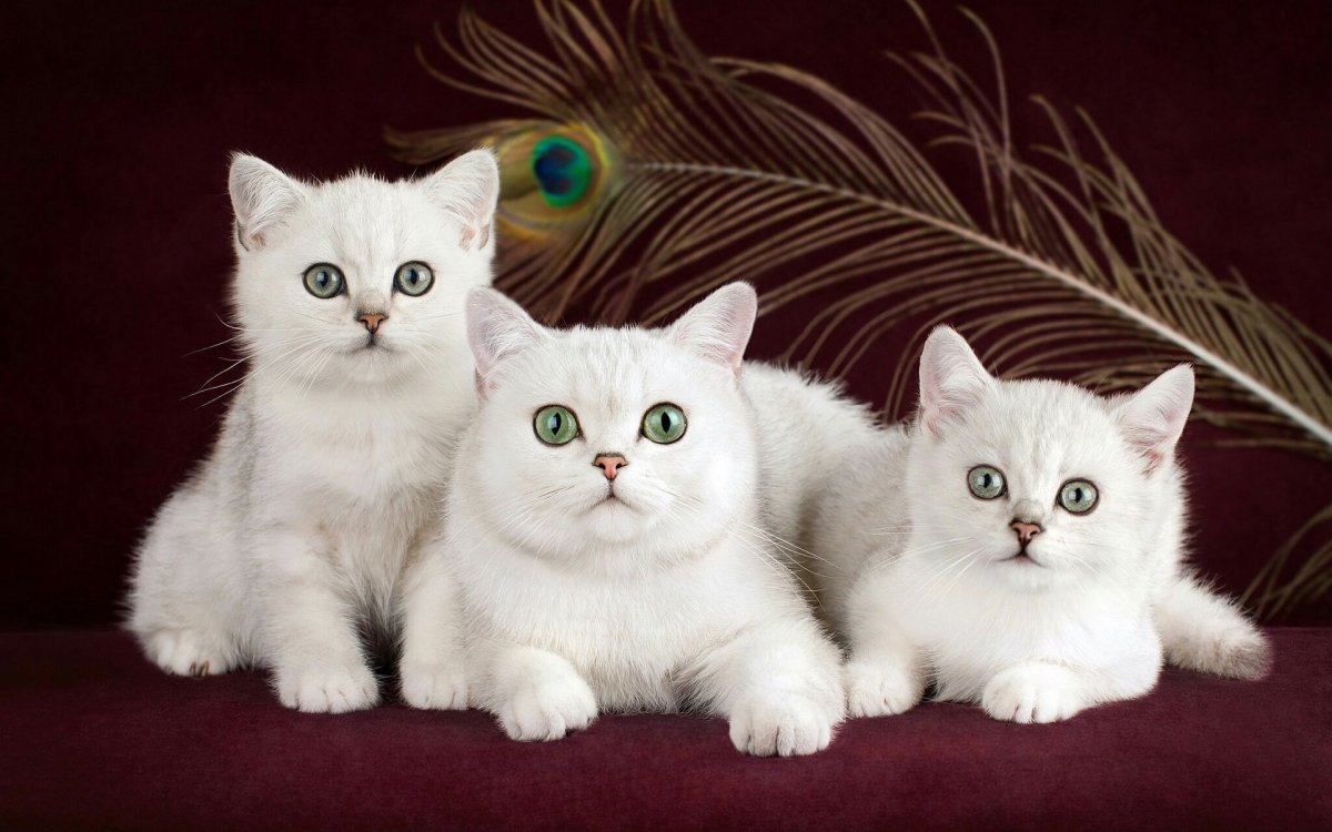 Британская кошка белая