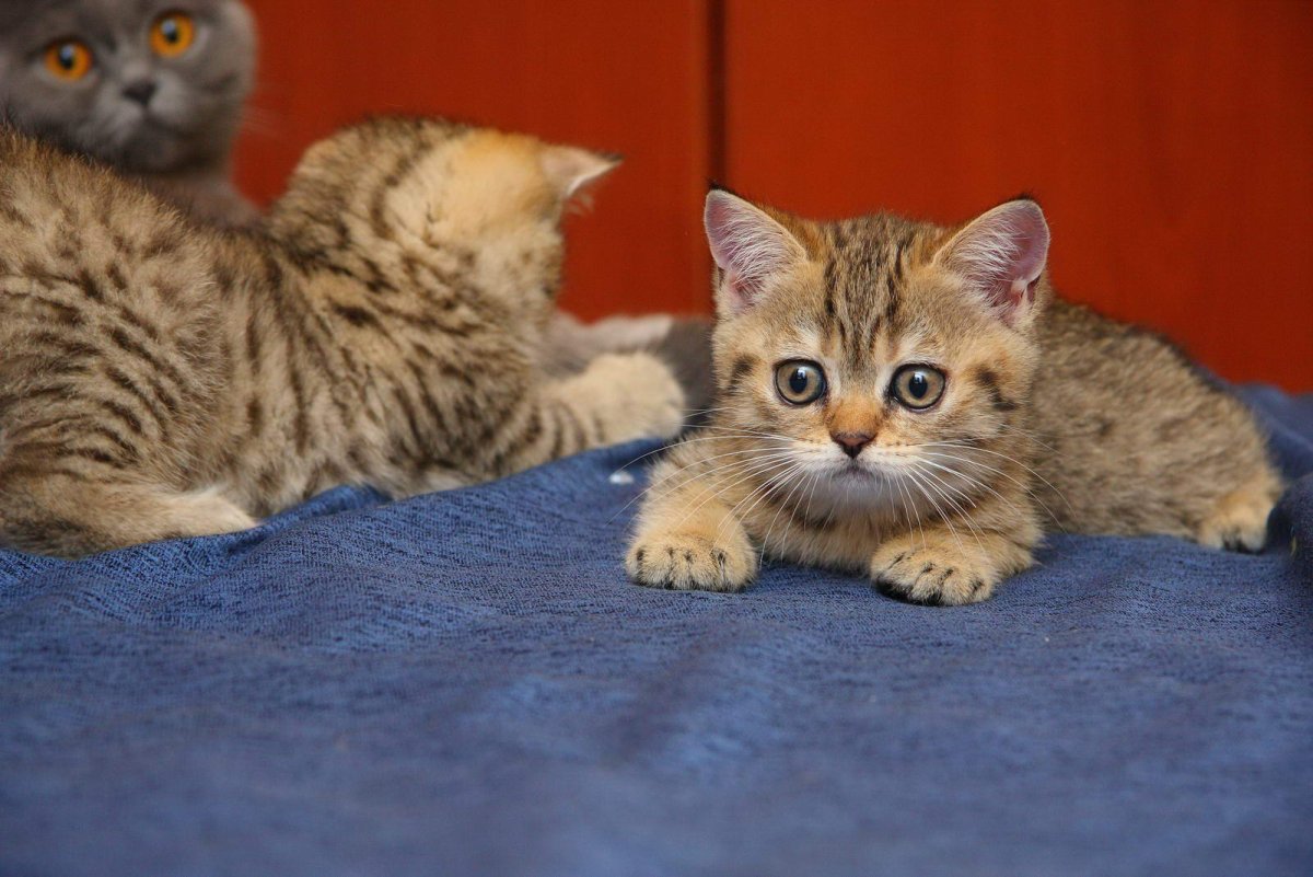 Шотландские вислоухие котята табби