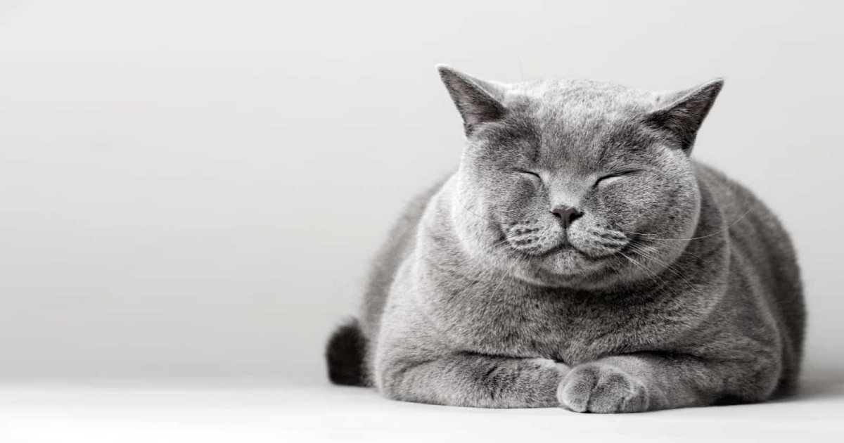 Полу британский кот