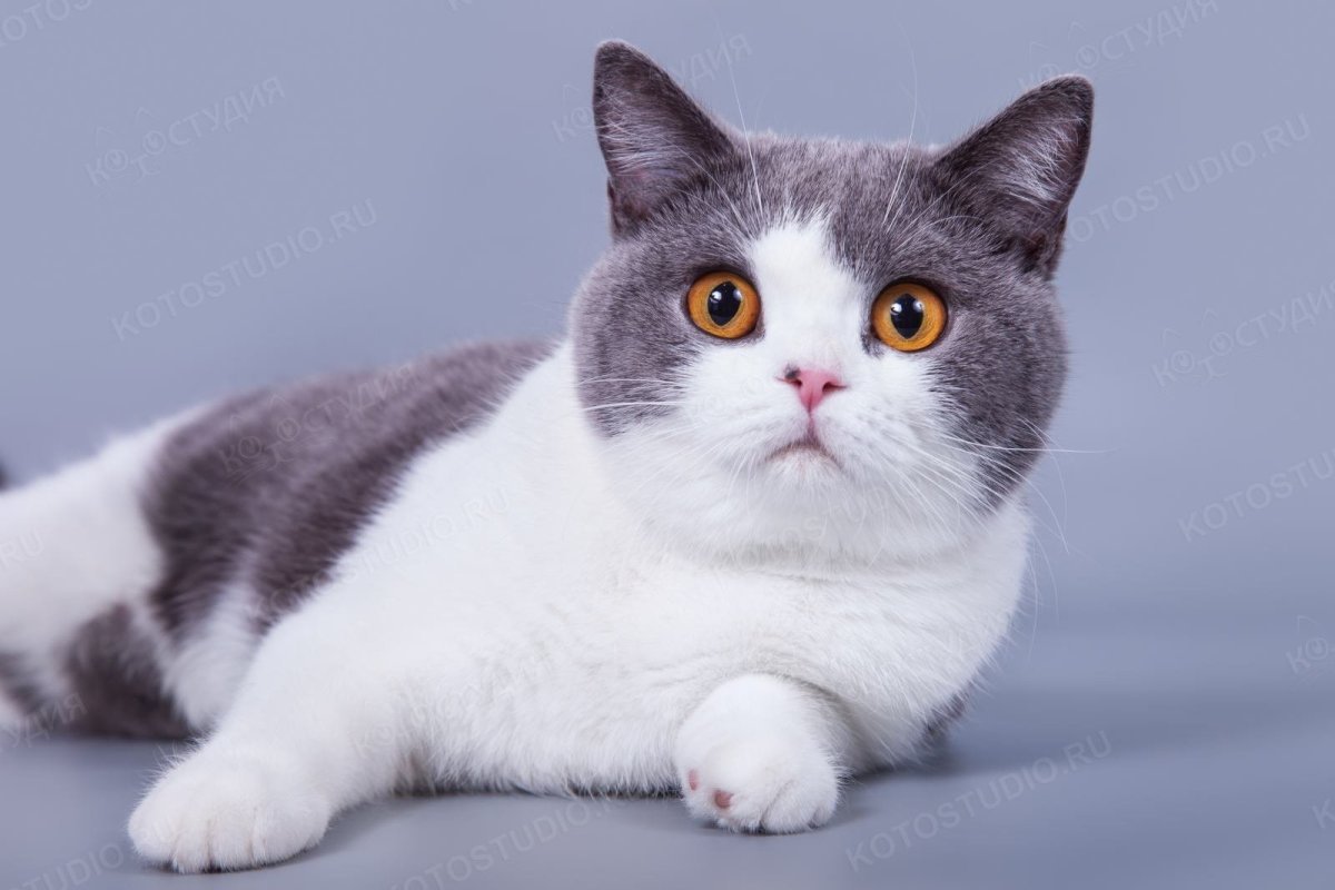Сибирская биколор короткошерстная кошка