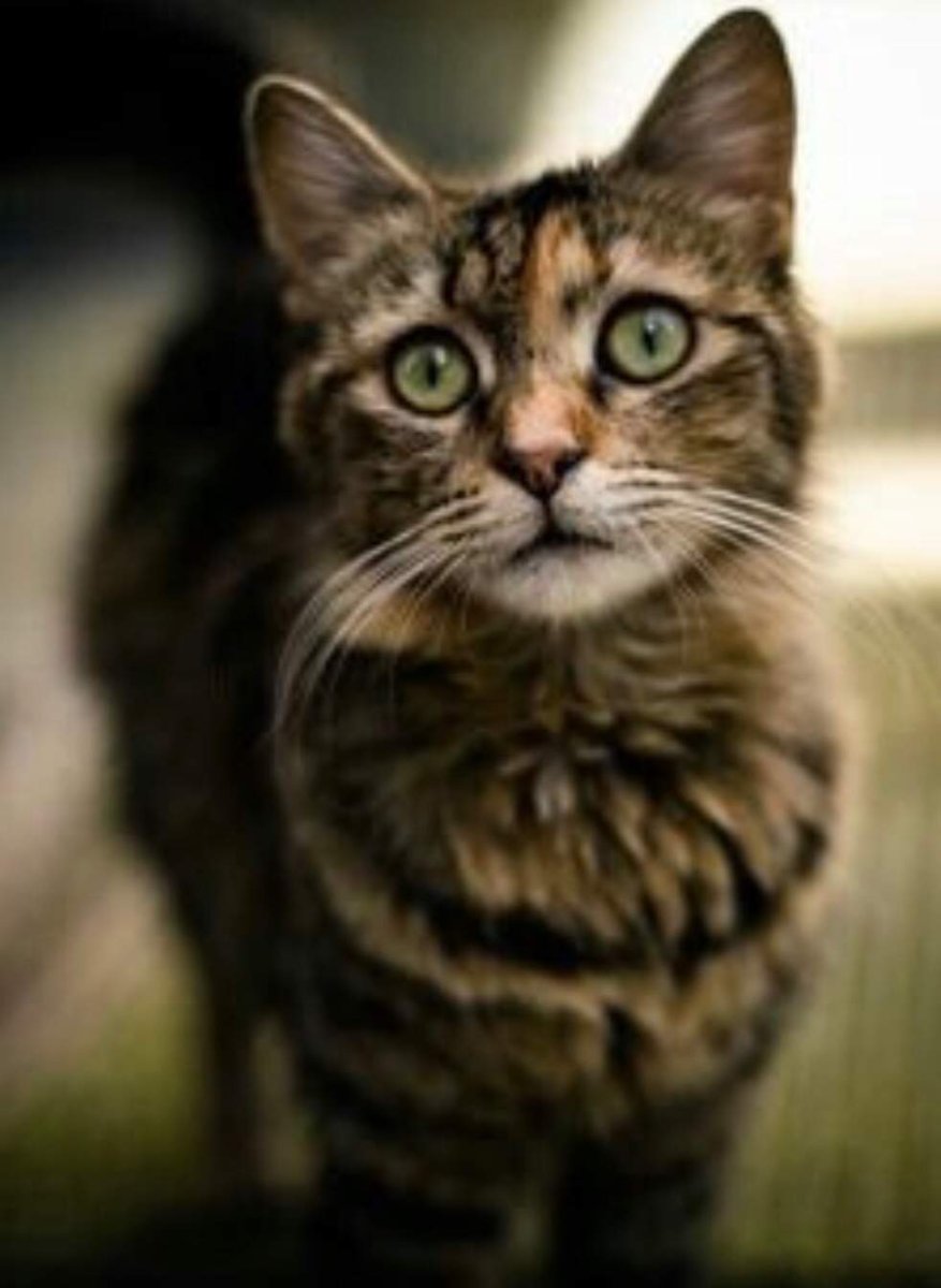 Бурый полосатый кот