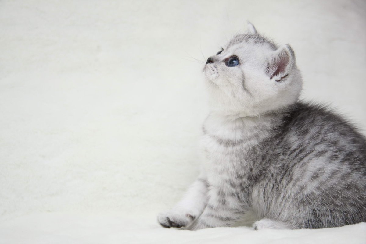 Шотландская шиншилла табби