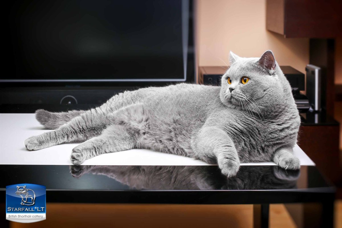 Королевский британец