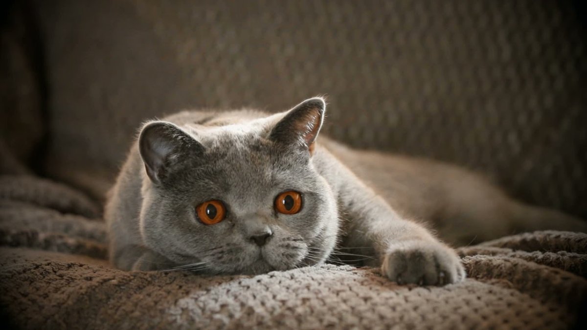 Британская кошка