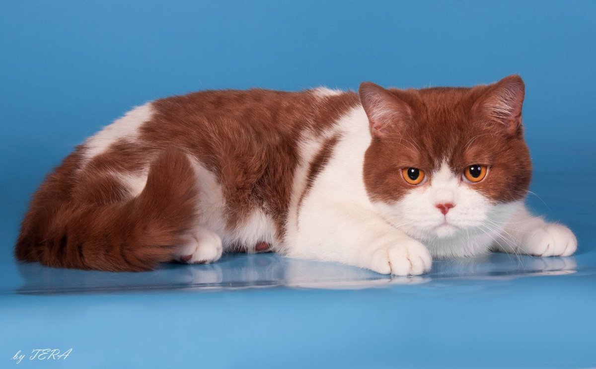 Британский кот циннамон биколор