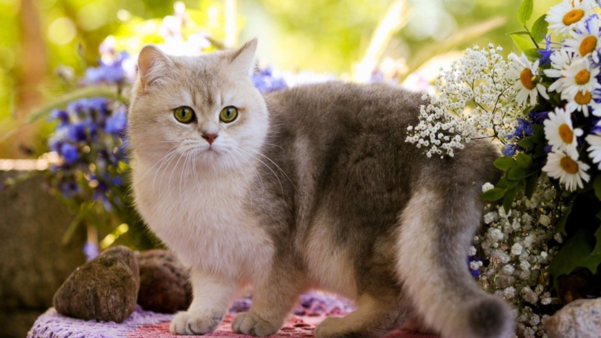 Красивые коты