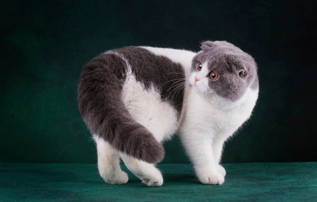 Скоттиш фолд Манчкин